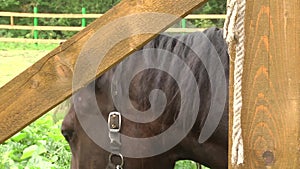 Beautiful brown horse eat grass, close up