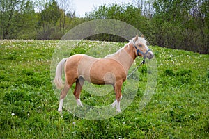 Beautiful brown horse eating grass on the farm land. Ranch horse grassing in countryside