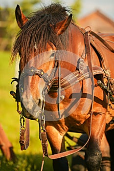 A beautiful brown horse at a farm. Details of its body parts in sunset light.