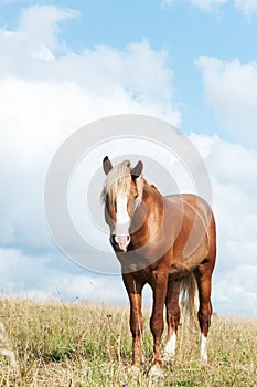 Beautiful brown horse on the field
