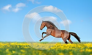 Beautiful brown horse galloping across the field