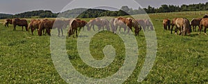 A beautiful brown horse grazes on a flowering sunny meadow in a field along with a herd of horses