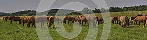 A beautiful brown horse grazes on a flowering sunny meadow in a field along with a herd of horses