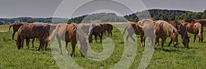 A beautiful brown horse grazes on a flowering sunny meadow in a field along with a herd of horses