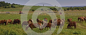 A beautiful brown horse grazes on a flowering sunny meadow in a field along with a herd of horses