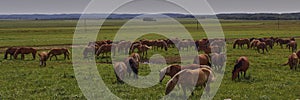 A beautiful brown horse grazes on a flowering sunny meadow in a field along with a herd of horses