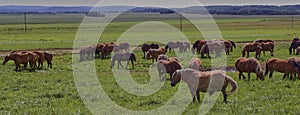 A beautiful brown horse grazes on a flowering sunny meadow in a field along with a herd of horses