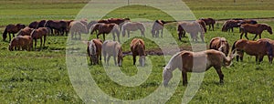 A beautiful brown horse grazes on a flowering sunny meadow in a field along with a herd of horses