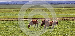 A beautiful brown horse grazes on a flowering sunny meadow in a field along with a herd of horses