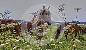 A beautiful brown horse grazes on a flowering sunny meadow in a field along with a herd of horses