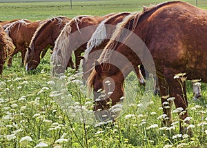 A beautiful brown horse grazes on a flowering sunny meadow in a field along with a herd of horses