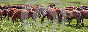 A beautiful brown horse grazes on a flowering sunny meadow in a field along with a herd of horses