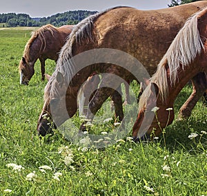 A beautiful brown horse grazes on a flowering sunny meadow in a field along with a herd of horses