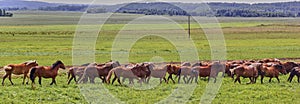 A beautiful brown horse grazes on a flowering sunny meadow in a field along with a herd of horses