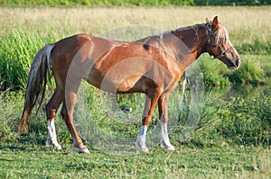 Beautiful brown horse grazes in the meadow