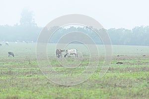 Beautiful brown horse grazing and eating grass in the morning