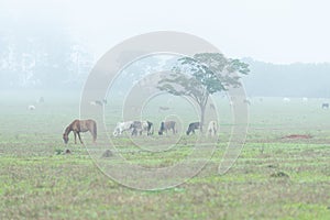 Beautiful brown horse grazing and eating grass in the morning