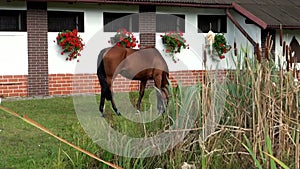 Beautiful brown horse grazing green grass