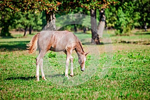 Beautiful brown horse grazing on the green grass in the Lipica, National park in Slovenia