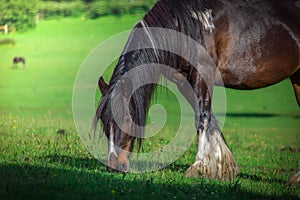 Beautiful brown horse grazing in a meadow and eating grass in a green field