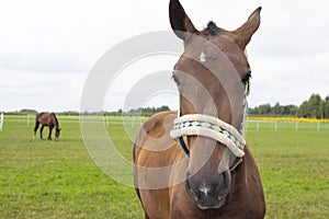 Beautiful brown horse grazing in the meadow at the farm.