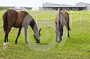 Beautiful brown horse grazing in the meadow at the farm.