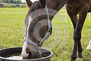 Beautiful brown horse grazing in the meadow at the farm.