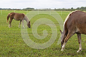 Beautiful brown horse grazing in the meadow at the farm.