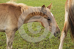 Beautiful brown horse grazing in the meadow at the farm.