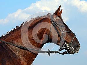 Beautiful brown horse head with bridle