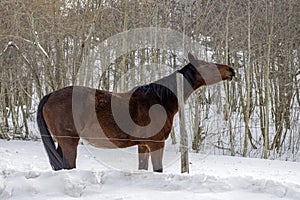 Beautiful brown horse isolated in the snow