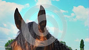 A beautiful brown horse with a mane braided in pigtails, a portrait of a horse