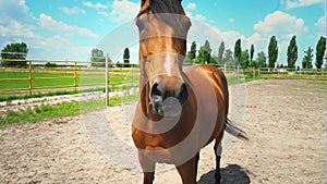 A beautiful brown horse with a mane braided in pigtails, a portrait of a horse