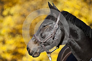 Beautiful brown horse portrait