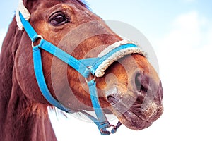 Beautiful brown horse portrait close-up against a blue sky. A bridle, gnawing.