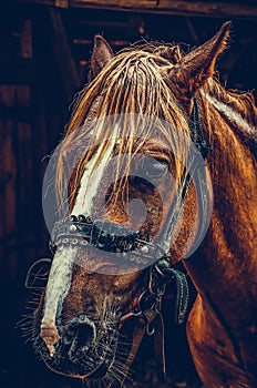 Beautiful brown horse portrait on a farm