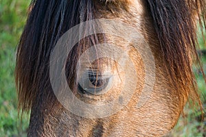 Beautiful brown horse portrait in the farm in the nature