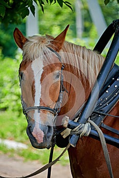 Beautiful brown horse portrait in harness with bridle close-up