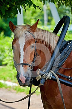 Beautiful brown horse portrait in harness with bridle close-up