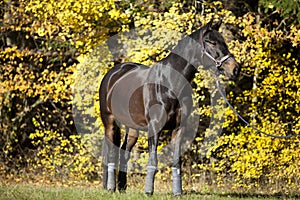 Beautiful brown horse portrait on meadow with yellow autumn leaves in background