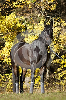 Beautiful brown horse portrait on meadow with yellow autumn leaves in background