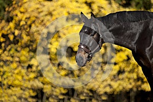 Beautiful brown horse portrait