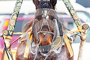 Beautiful brown horse portrait with sledge and arc in winter