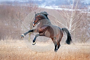 Beautiful brown horse racing galloping across the field on a background autumn forest.