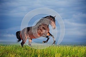 Beautiful brown horse running gallop