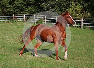 A beautiful brown horse is running on the paddock