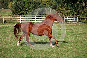 A beautiful brown horse is running on the paddock