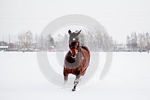 Beautiful brown horse running in the snow