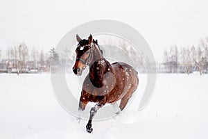 Beautiful brown horse running in the snow