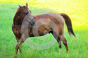 Beautiful Brown Horse Stance